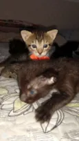 Raj