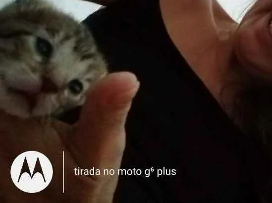 Gato ra a SRD idade Abaixo de 2 meses nome Raj