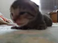 Raj