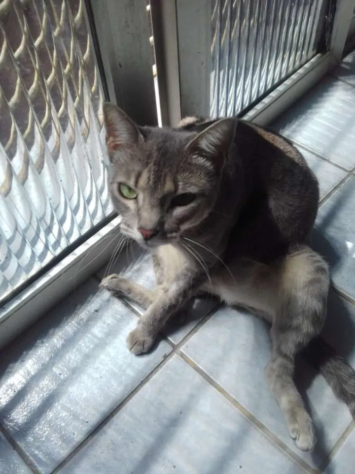 Gato ra a Nao sei idade 1 ano nome Nao tem nome.. foi d