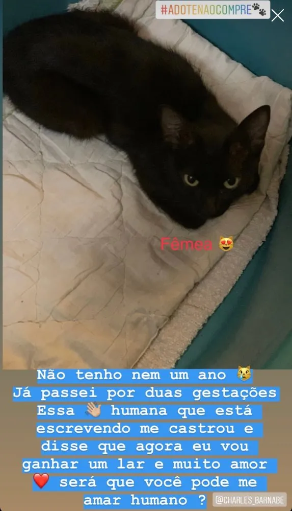 Gato ra a Indefinido idade 2 a 6 meses nome Sem nome