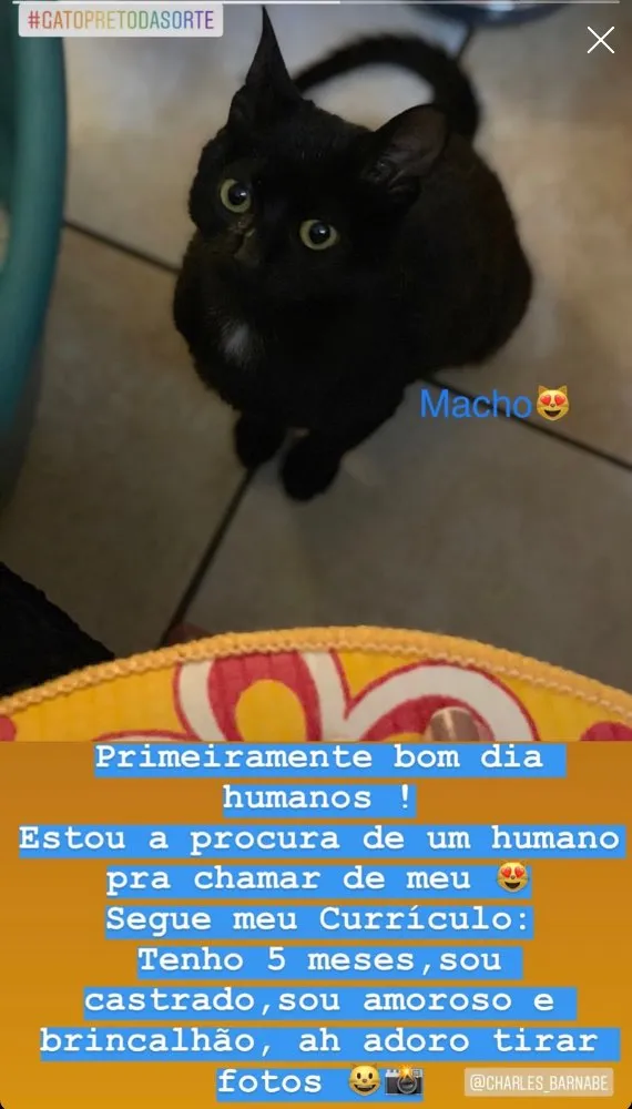 Gato ra a Indefinido idade 2 a 6 meses nome Sem nome