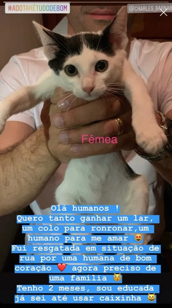 Gato ra a Indefinido idade 2 a 6 meses nome Sem nome