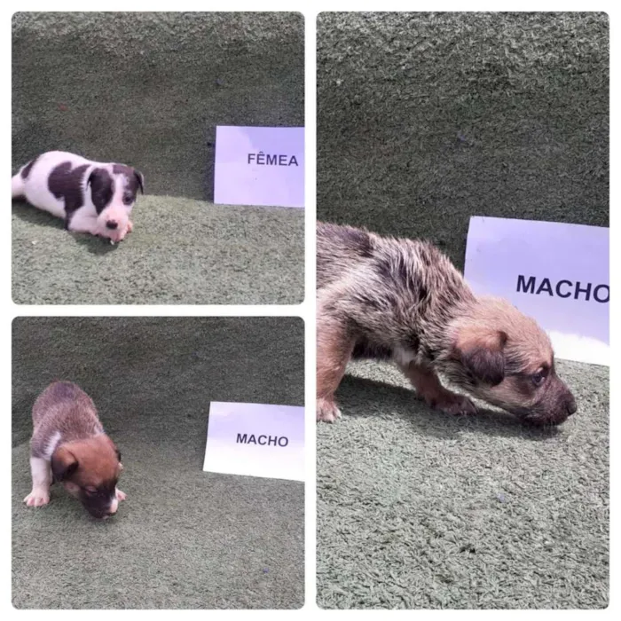 Cachorro ra a Srd idade Abaixo de 2 meses nome Filhotinhos 