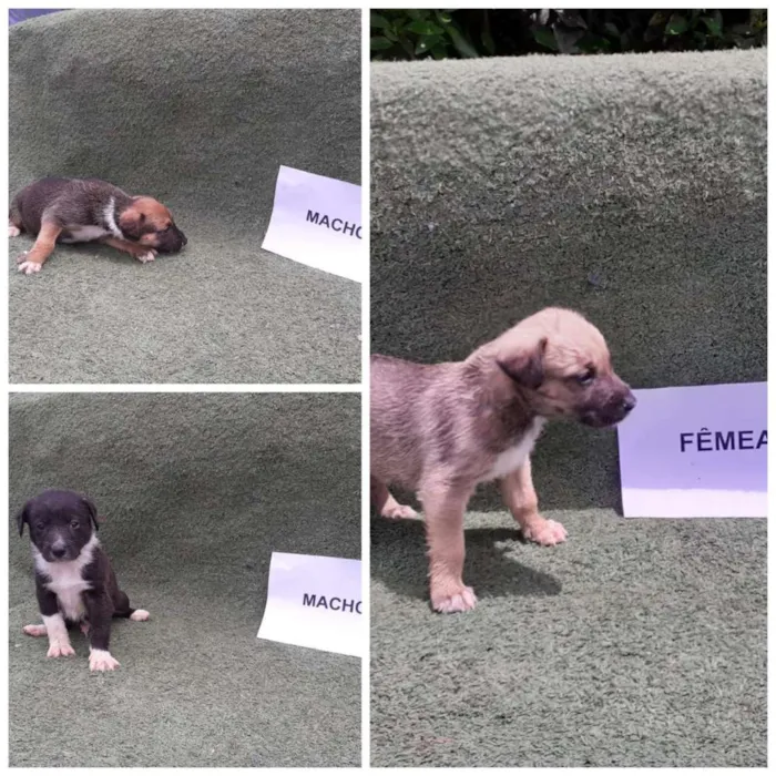 Cachorro ra a Srd idade Abaixo de 2 meses nome Filhotinhos 