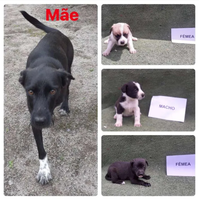 Cachorro ra a Srd idade Abaixo de 2 meses nome Filhotinhos 