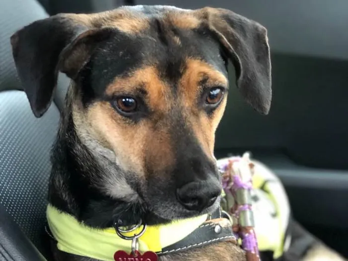 Cachorro raça SRD idade 3 anos nome Neno