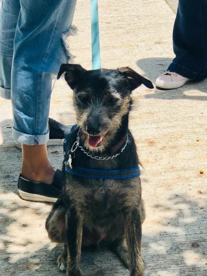 Cachorro ra a SRD idade 1 ano nome Lennon