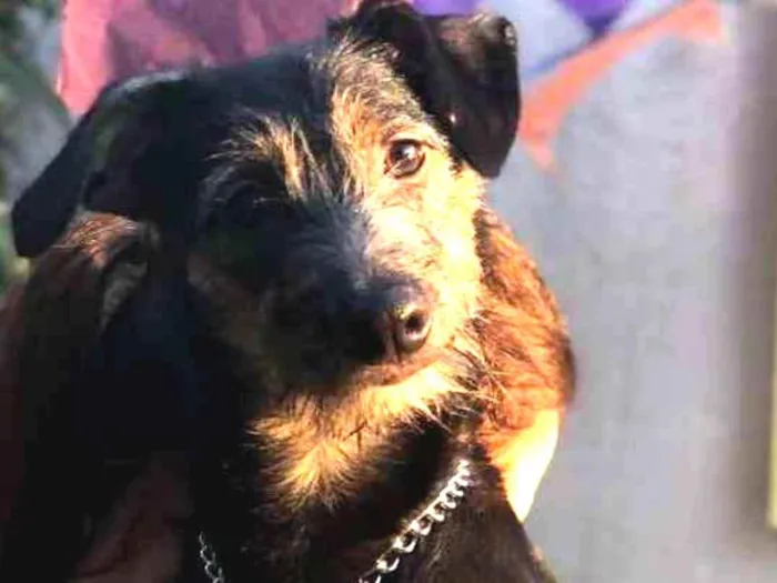 Cachorro ra a SRD idade 1 ano nome Lennon