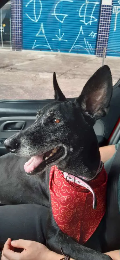 Cachorro ra a SRD idade 6 ou mais anos nome Menina