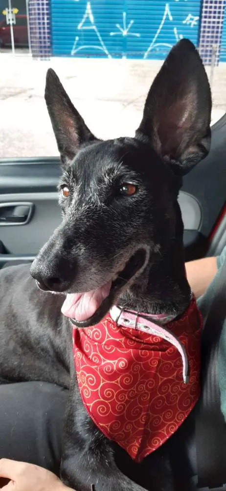 Cachorro ra a SRD idade 6 ou mais anos nome Menina