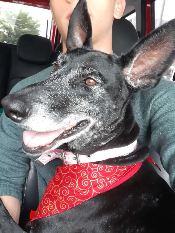 Cachorro ra a SRD idade 6 ou mais anos nome Menina