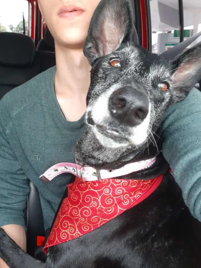 Cachorro ra a SRD idade 6 ou mais anos nome Menina