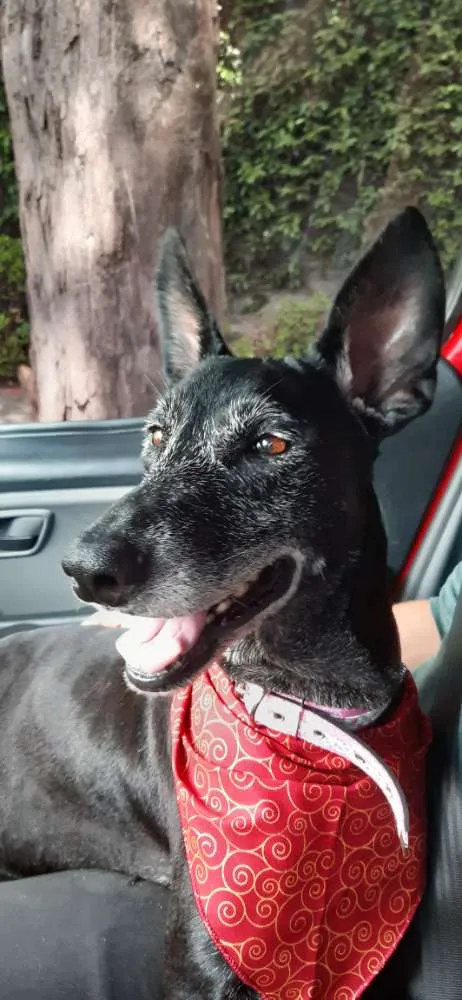 Cachorro ra a SRD idade 6 ou mais anos nome Menina