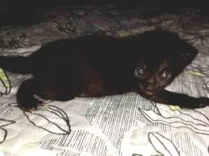 Gato raça SRD idade Abaixo de 2 meses nome Blackinho