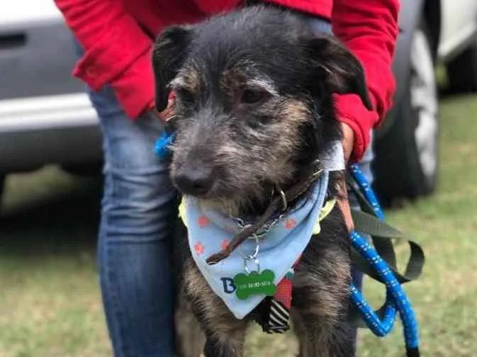 Cachorro ra a SRD idade 1 ano nome Lennon