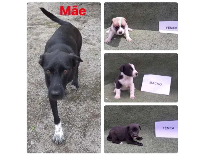 Cachorro ra a Srd idade Abaixo de 2 meses nome Filhotinhos 