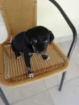 Megui 