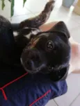 Megui 