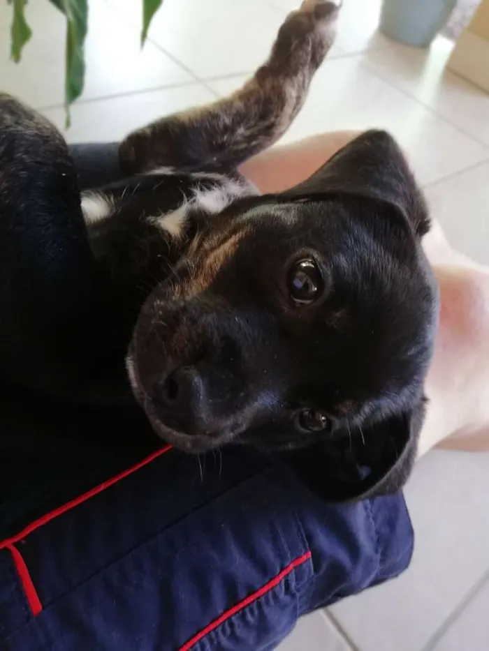 Cachorro ra a Indefinida idade 2 a 6 meses nome Megui 