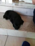 Moli