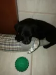 Moli