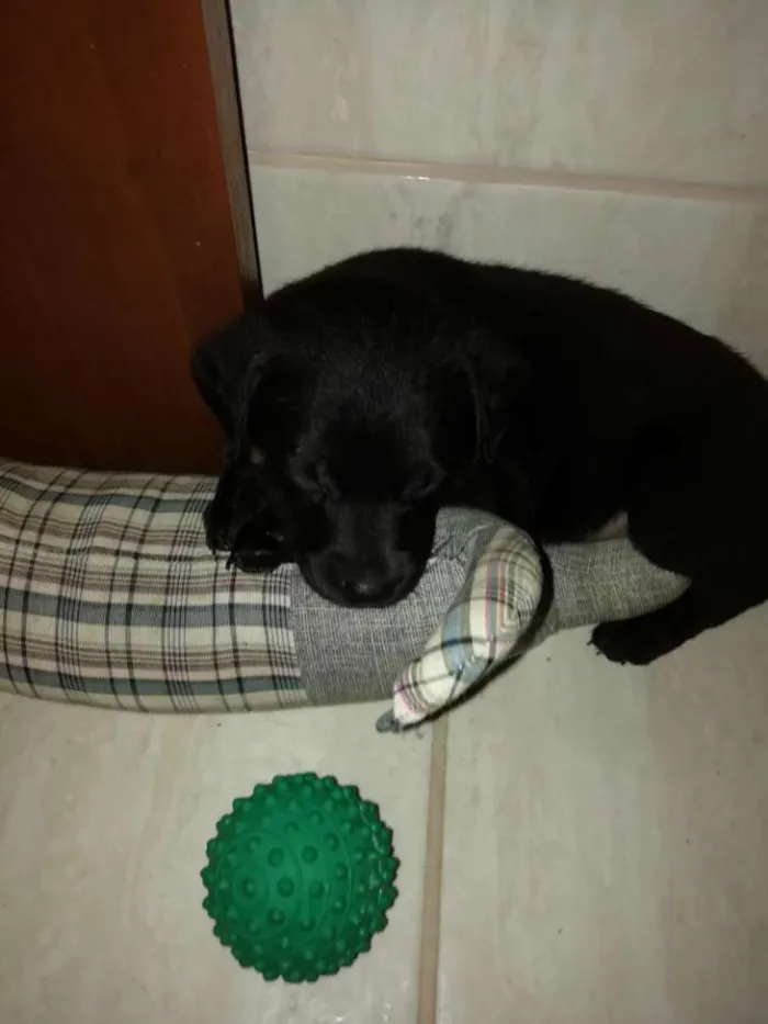 Cachorro ra a Indefinida idade 2 a 6 meses nome Moli