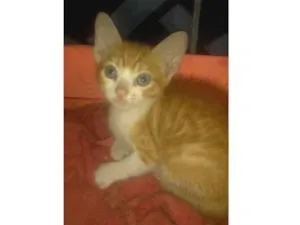 Gato raça Vira Lata idade 2 a 6 meses nome Gato