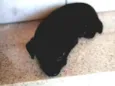 Moli