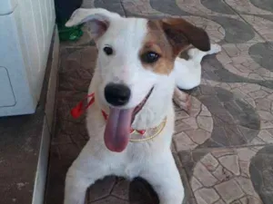 Cachorro raça srd idade 7 a 11 meses nome Milla