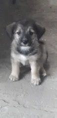 Bebês 