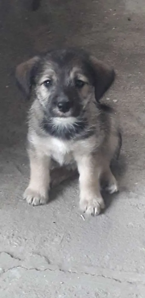 Cachorro ra a Vira-lata  idade 2 a 6 meses nome Bebês 