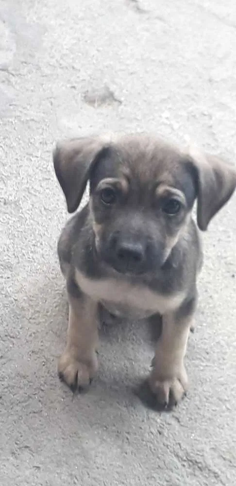 Cachorro ra a Vira-lata  idade 2 a 6 meses nome Bebês 