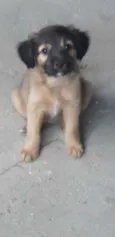 Bebês 
