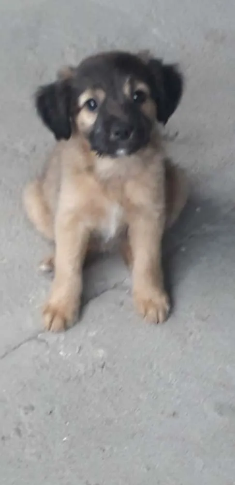 Cachorro ra a Vira-lata  idade 2 a 6 meses nome Bebês 