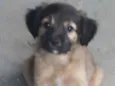 Bebês 