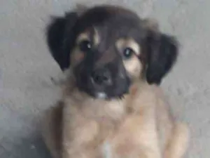 Cachorro raça Vira-lata  idade 2 a 6 meses nome Bebês 