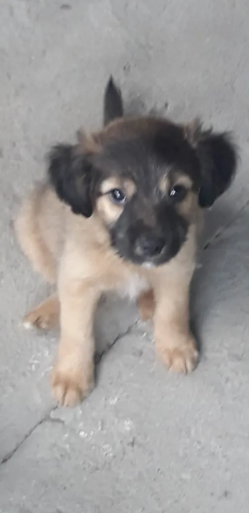 Cachorro ra a Vira-lata  idade 2 a 6 meses nome Bebês 