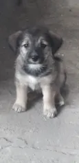 Bebês 