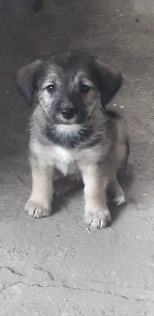 Cachorro ra a Vira-lata  idade 2 a 6 meses nome Bebês 