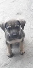 Bebês 