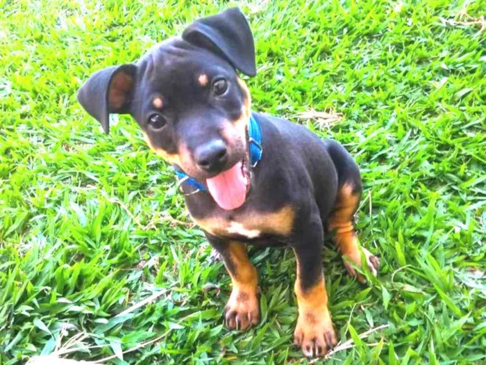 Cachorro ra a Pinscher idade 7 a 11 meses nome Gleice