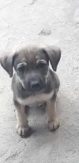 Bebês 