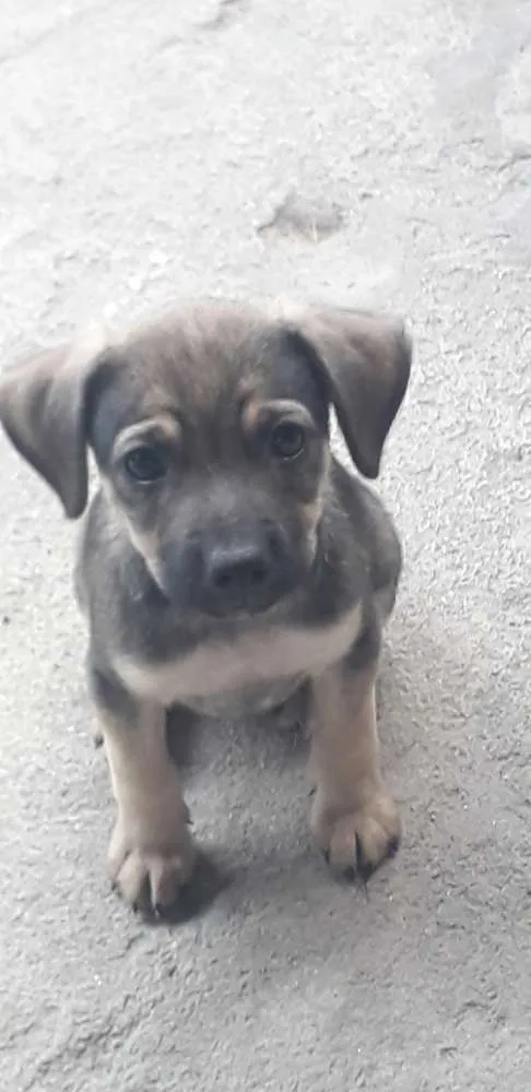 Cachorro ra a Vira-lata  idade 2 a 6 meses nome Bebês 