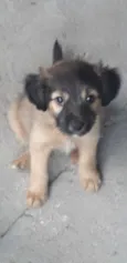 Bebês 