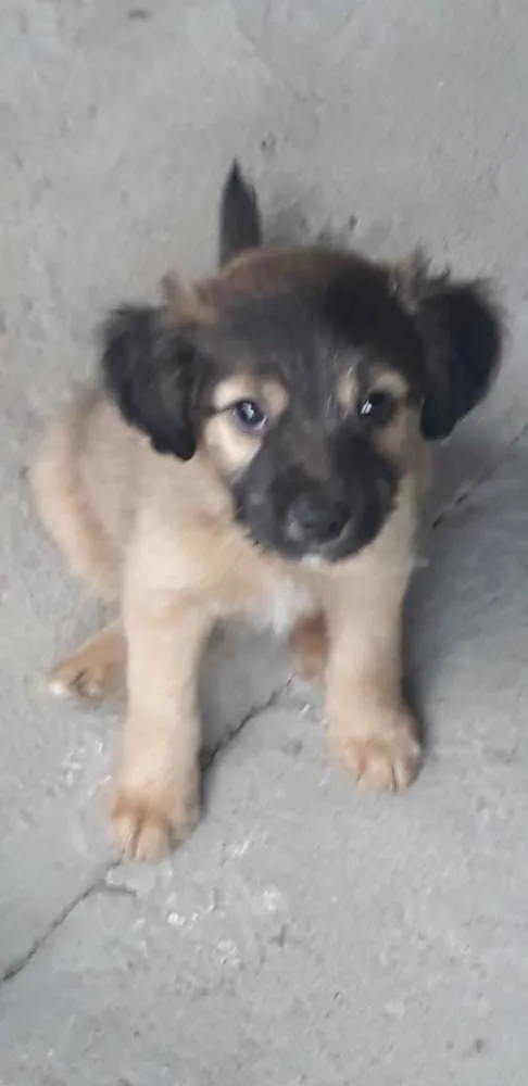 Cachorro ra a Vira-lata  idade 2 a 6 meses nome Bebês 