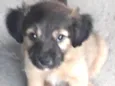 Bebês 