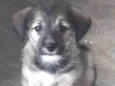 Bebês 