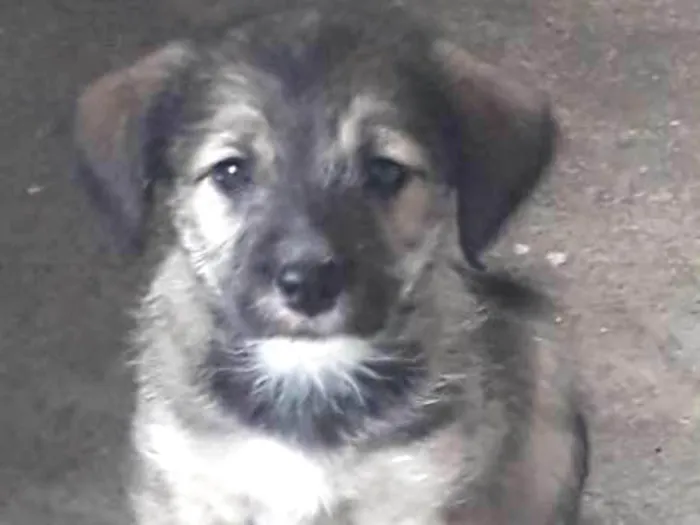 Cachorro ra a Vira-lata  idade 2 a 6 meses nome Bebês 