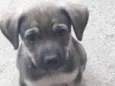 Bebês 